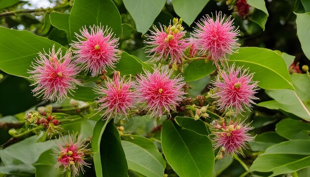 a pink flower with the pink flowers on it