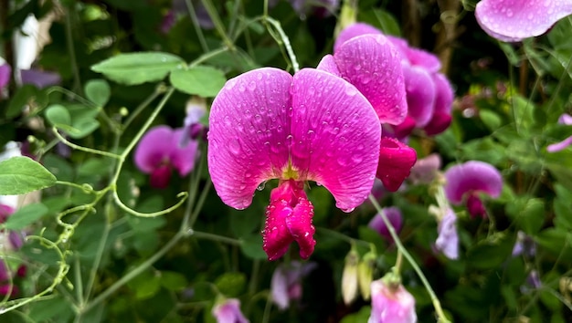 Foto fiore rosa con gocce di pioggia macro