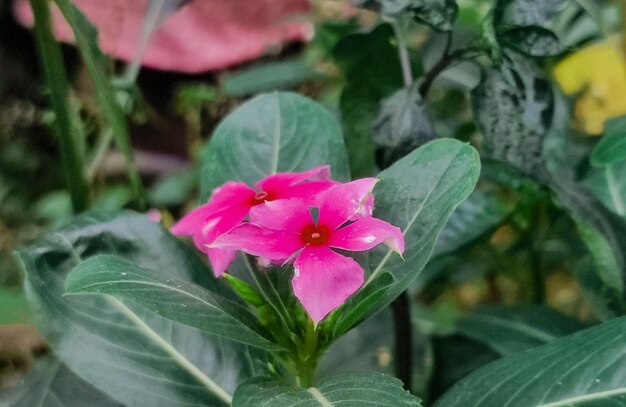 赤い中心と緑の葉を持つピンクの花