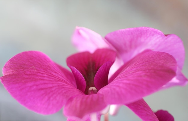 Розовый цветок с небольшим отверстием посередине