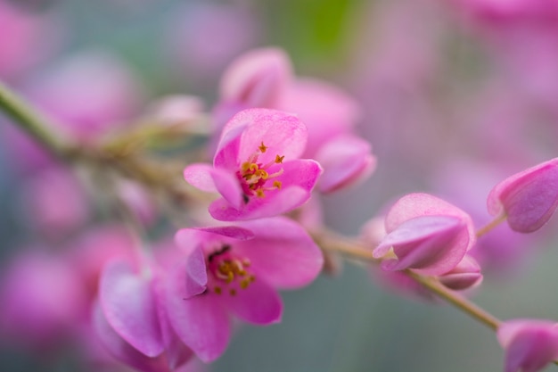 ピンクの花、ソフトフォーカス