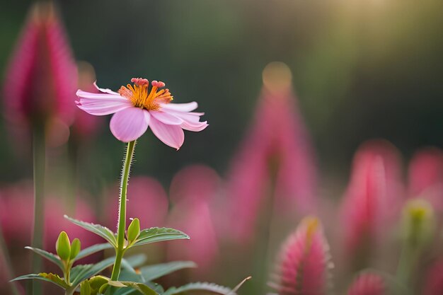 a pink flower with the sun behind it