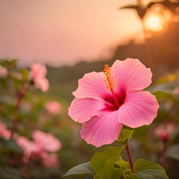 Photo a pink flower with the sun setting behind it