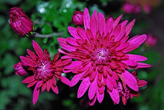 Un fiore rosa con gocce d'acqua su di esso