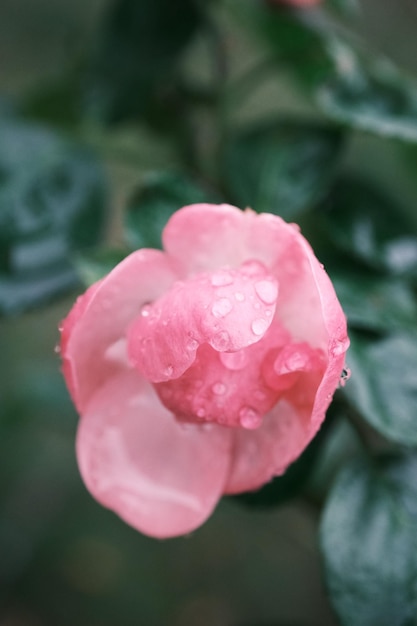 A pink flower with water droplets on it