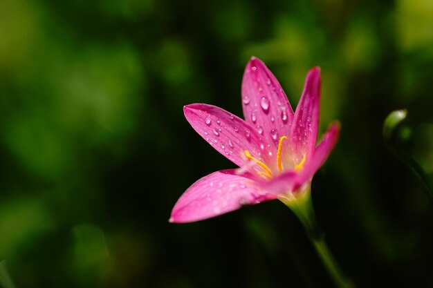 A pink flower with water droplets on it.