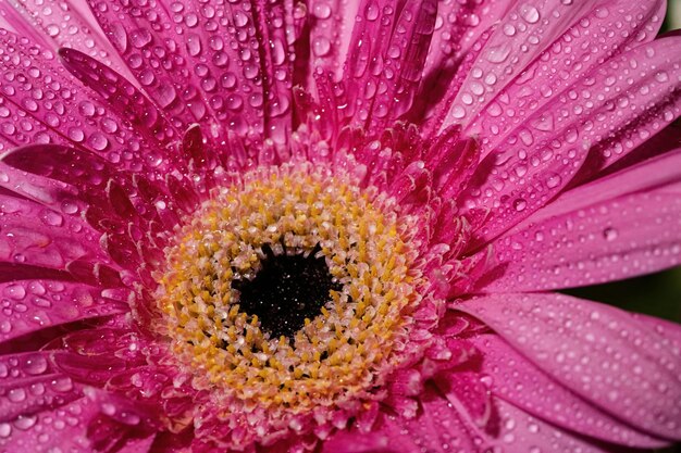 Photo a pink flower with water drops on it