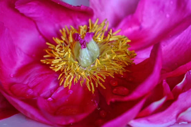 Foto un fiore rosa con gocce d'acqua su di esso.