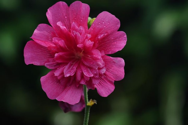 Photo a pink flower with water drops on it