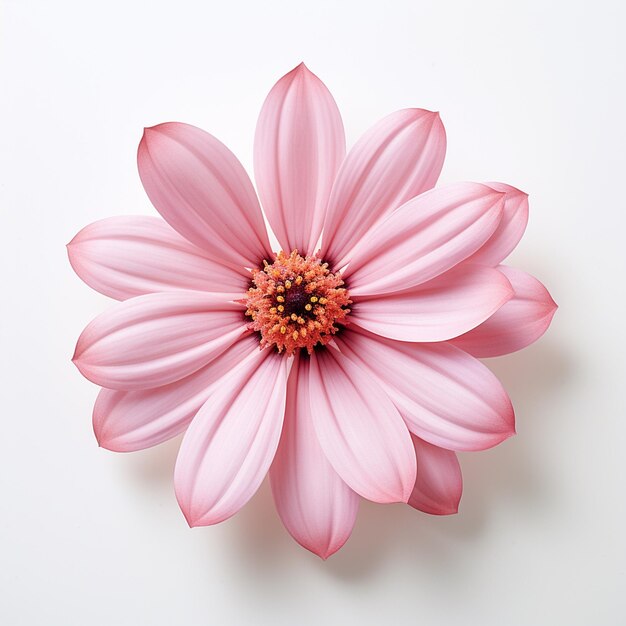 A pink flower with white background