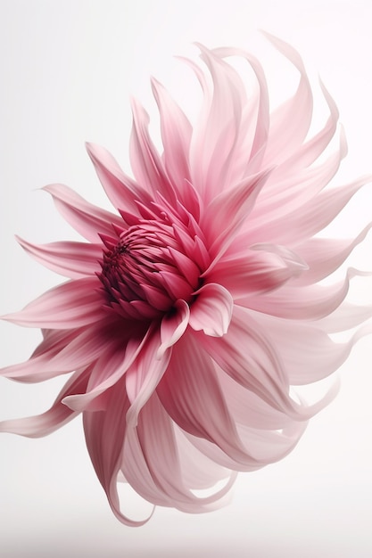 A pink flower with a white background