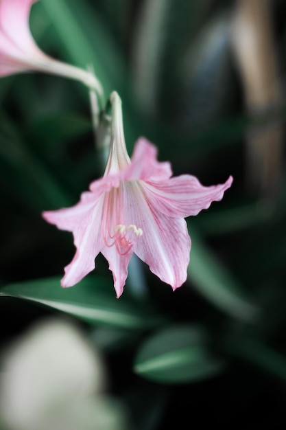 中心が白で背景が緑のピンク色の花。