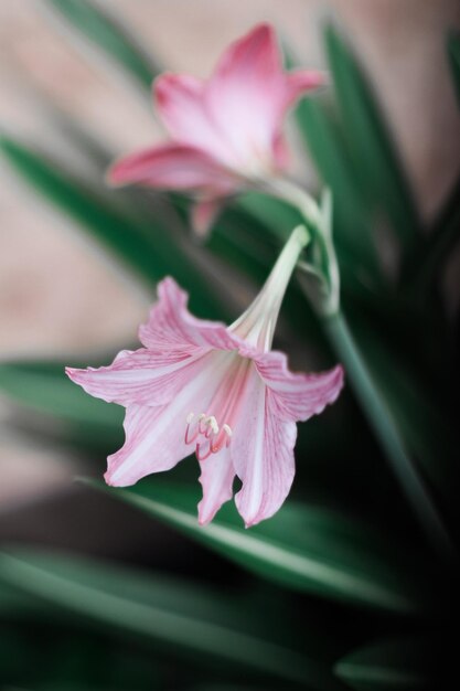 中心が白で葉が緑のピンク色の花。