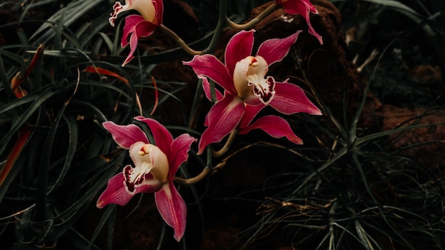 A pink flower with a white center and a red center.