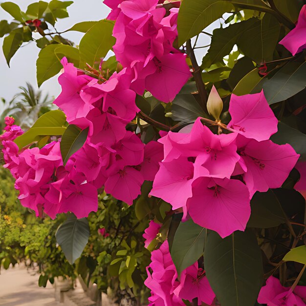 Photo a pink flower with a white star in the middle