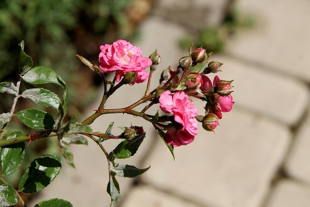 Foto un fiore rosa con la parola fiore su di esso