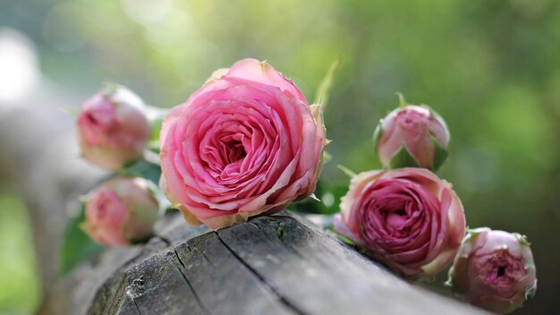 a pink flower with the word  bud  on it