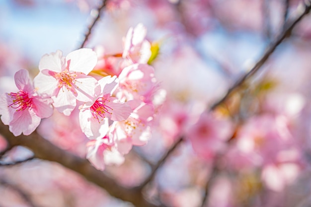 桜の文字が書かれたピンク色の花