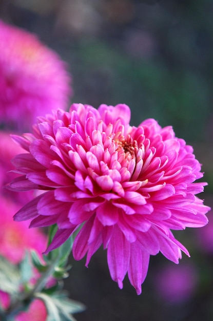 A pink flower with the word chrysanthemum on it