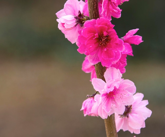 Розовый цветок со словом "на нем"