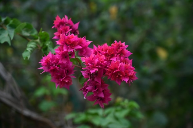 Photo a pink flower with the word love on it