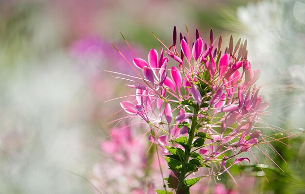 Photo a pink flower with the word love on it