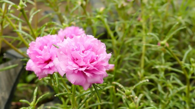 A pink flower with the word peony on it