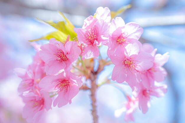Розовый цветок со словом сакура на нем