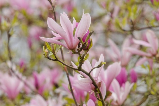 a pink flower with the word " spring " on it.