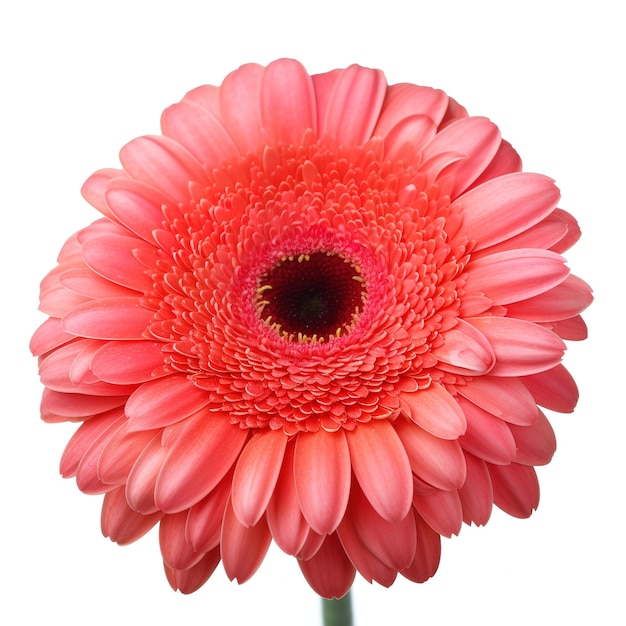 A pink flower with a yellow center is against a white background.