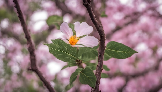 黄色の中心部を持つピンクの花がいています