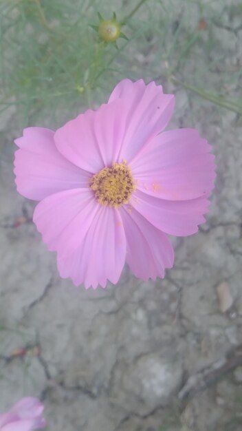 a pink flower with yellow center sits in the dirt