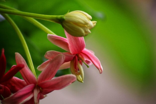 A pink flower with a yellow center that says " bud ".