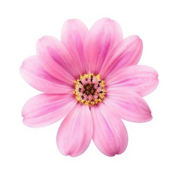 A pink flower with yellow center and a yellow center.