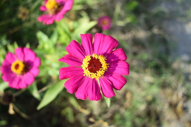 中央が黄色のピンクの花