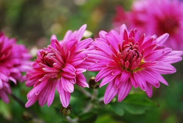 A pink flower with a yellow center