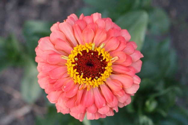 Foto un fiore rosa con centro giallo