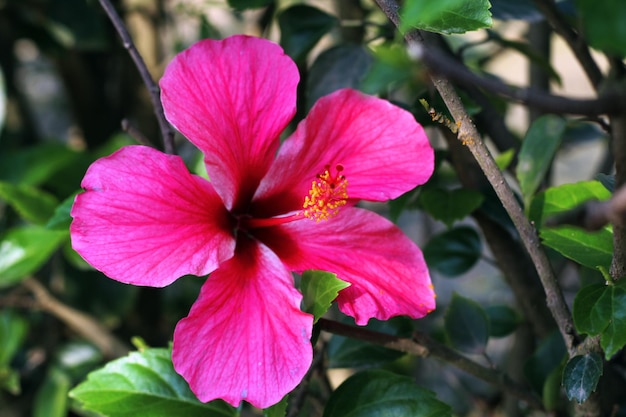 中央が黄色のピンクの花