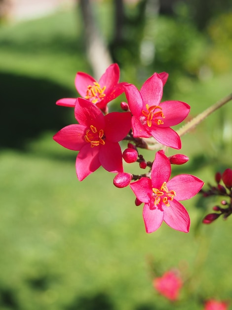 中央が黄色のピンクの花