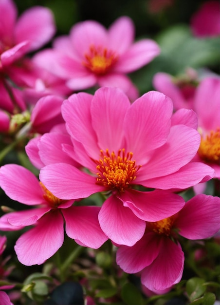 A pink flower with yellow center