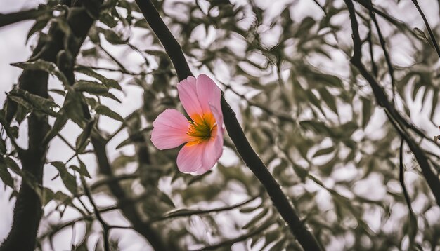 Photo a pink flower with yellow on it is in a forest