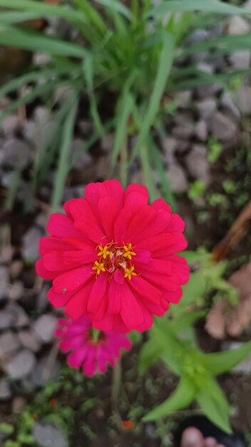 A pink flower with yellow stamens in the center.