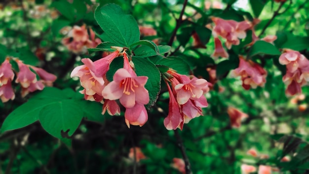 黄色の雄しべを持つピンクの花が茂みに示されています。