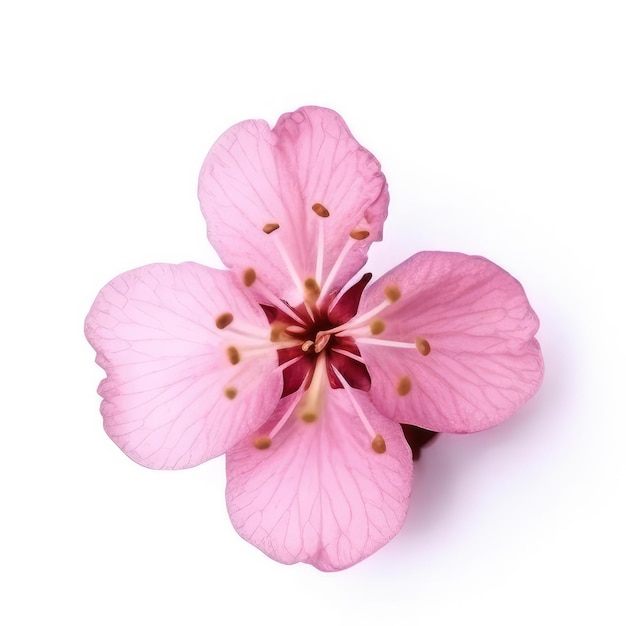 A pink flower with yellow stamens on it