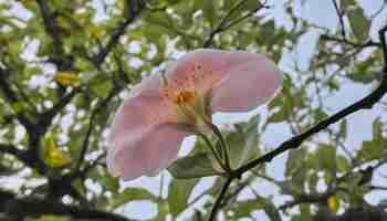 Photo a pink flower with yellow stamens on it