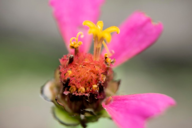 A pink flower with yellow stamens and a yellow stamen.