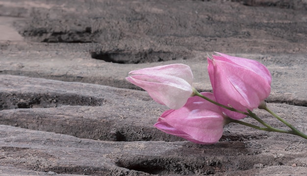 Pink flower on wooden surface