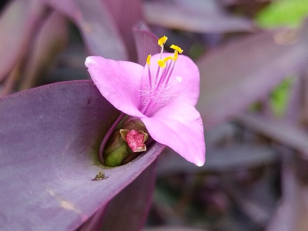 Photo pink flower