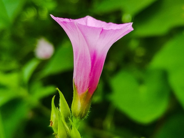 ピンクの花