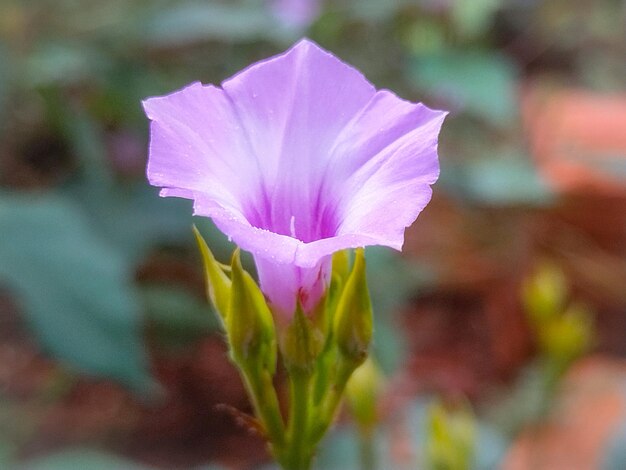 Photo pink flower